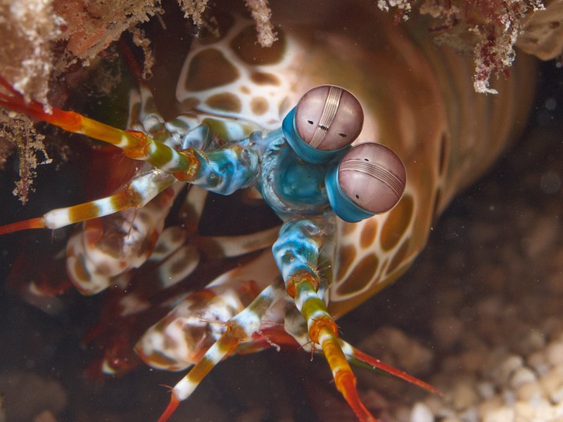 Smashing Mantis Shrimp, Trawangan
        Slope